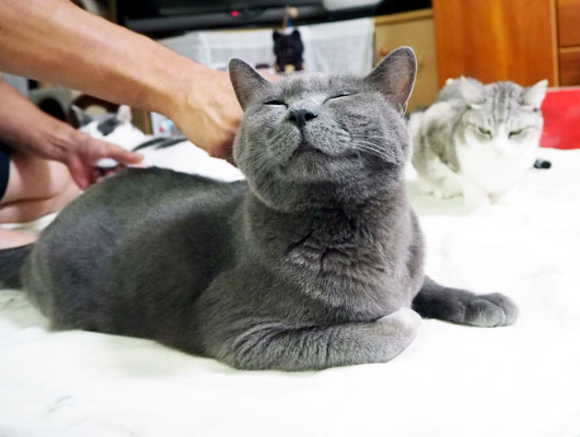フラッシングに喜ぶ猫