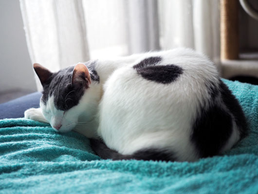 お昼寝する猫