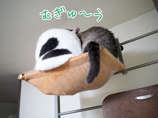 ハンモックの上の猫