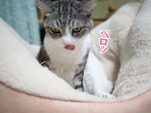 ペロッとする猫