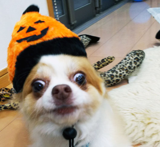 ハロウィン犬