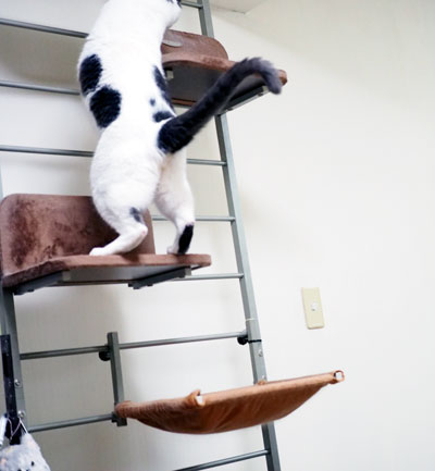 飛ぶ猫
