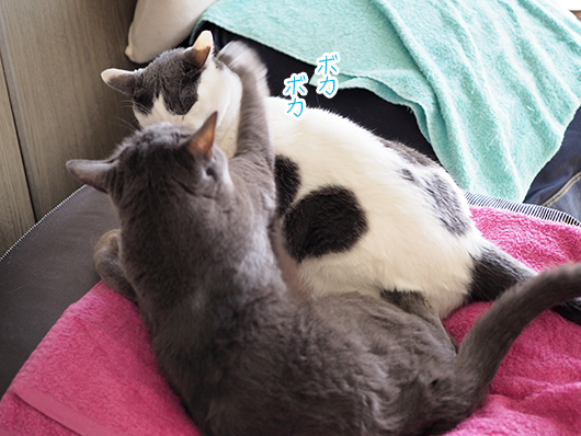 ケンカする猫