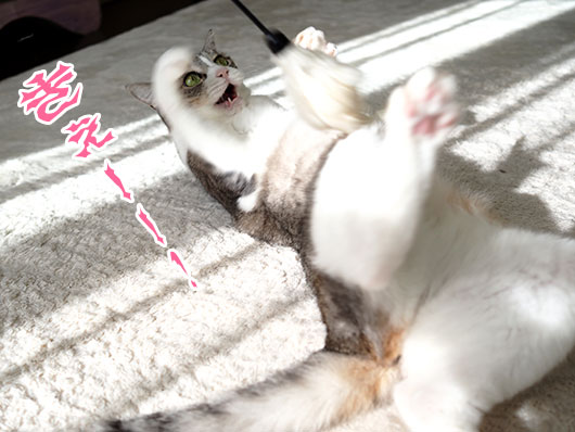 猫じゃらしで遊ぶ猫