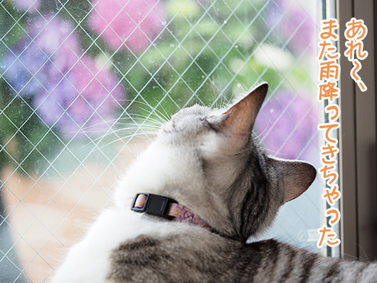 猫と紫陽花