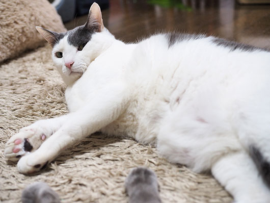 寝転ぶ猫