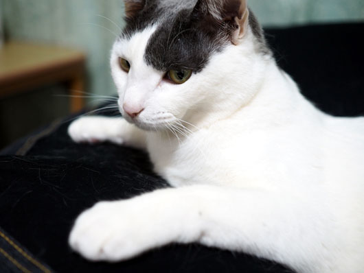 猫のブラッシング