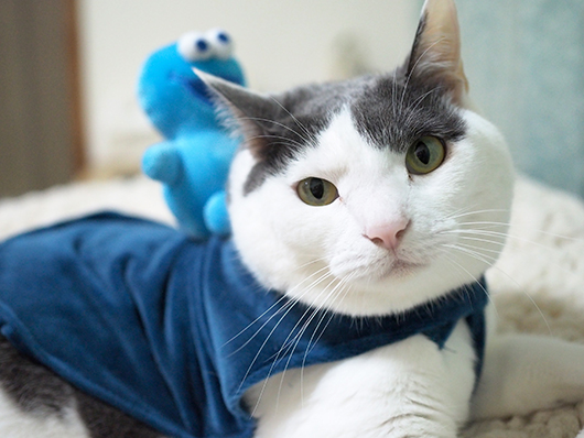 セサミストリート猫