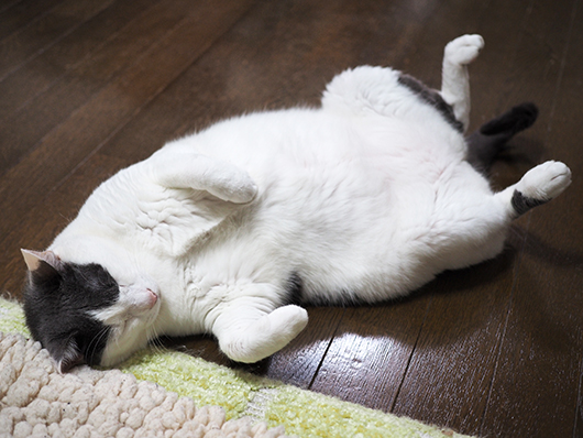 寝転がる猫