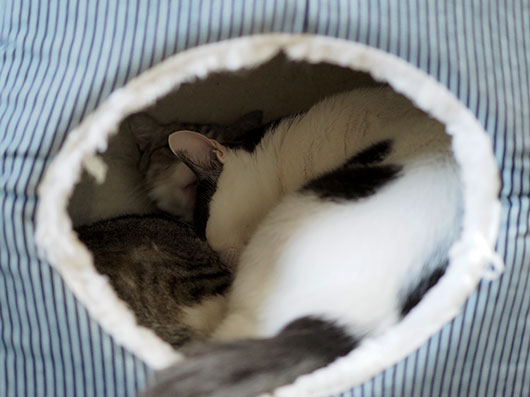 キャットハウスの中の猫