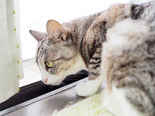 外が気になる猫