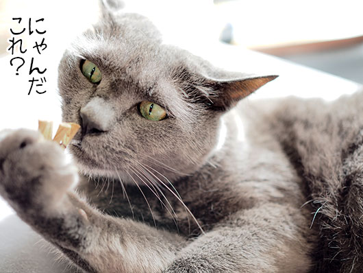 猫じゃらしで遊ぶ猫
