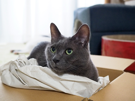 箱の中の猫