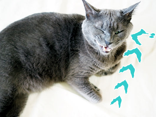 怖い猫