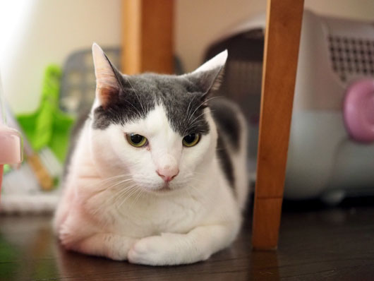 怖がる猫