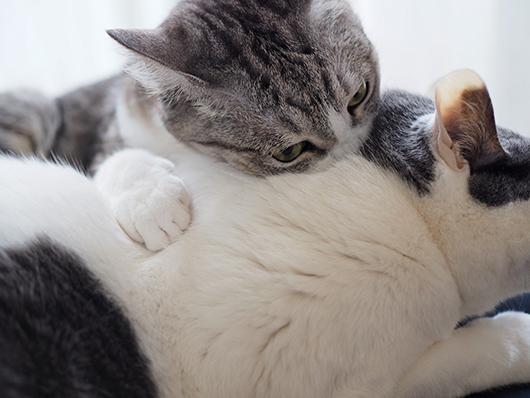 食いつく猫