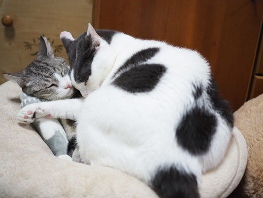 仲良しの猫