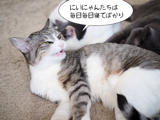 怒る猫