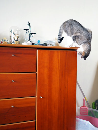 猫じゃらしを探す猫