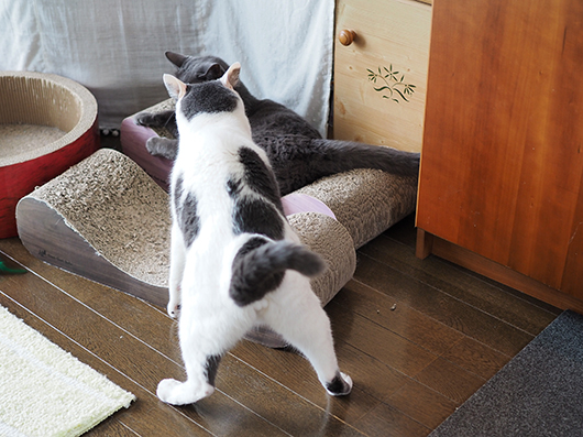 ケンカする猫