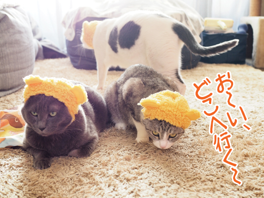 逃げる猫
