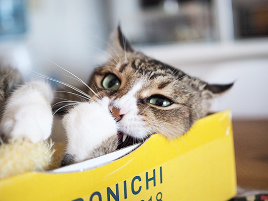 イッチャマンさんちのねこさん