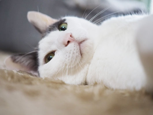 ホットカーペットで寝る猫