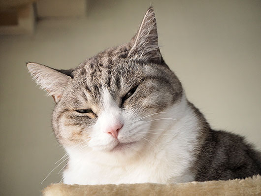 にらむ猫