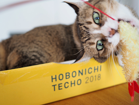 イッチャマンさんちのねこさん