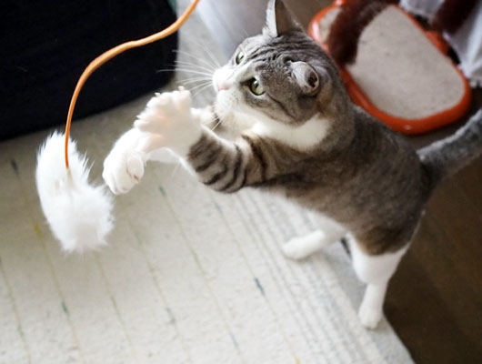 猫じゃらしを追いかける猫