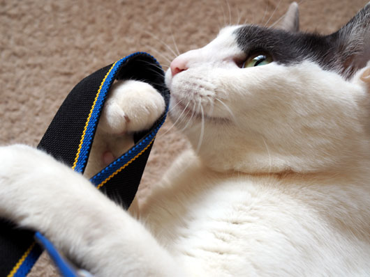 ストラップと遊ぶ猫
