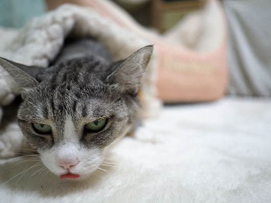 サバ白の猫