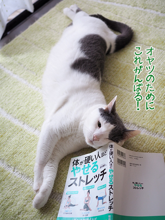 ストレッチする猫