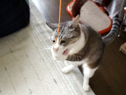 狙った獲物は逃がさない ねこ３生活 Powered By ライブドアブログ