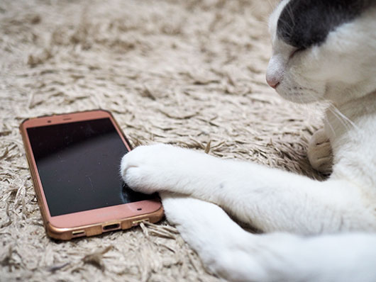 スマホ好きの猫