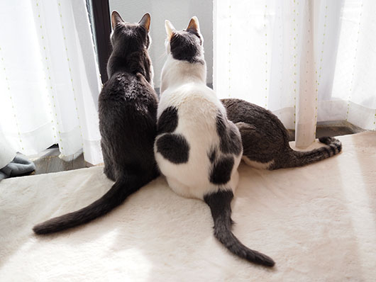 ねこ3