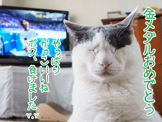 降参した猫