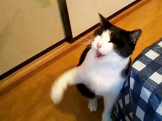 笑う猫