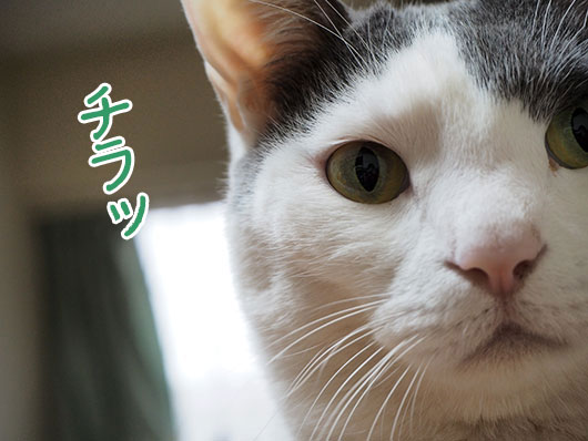 怖い猫