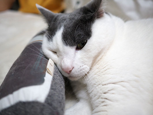 枕にする猫