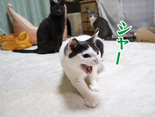 シャーする猫