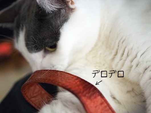 猫とストラップ