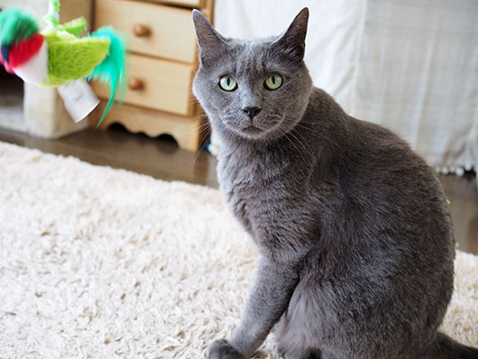 猫じゃらしで遊ぶ猫