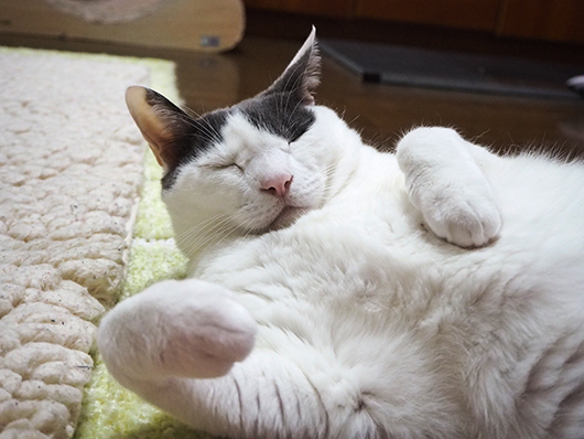 寝転がる猫