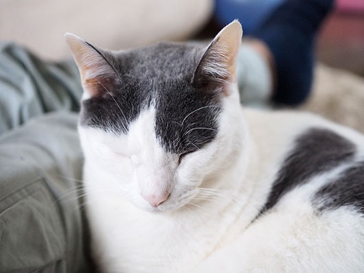 しょんぼりの理由 ねこ３生活