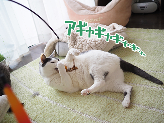 猫じゃらしで遊ぶ猫