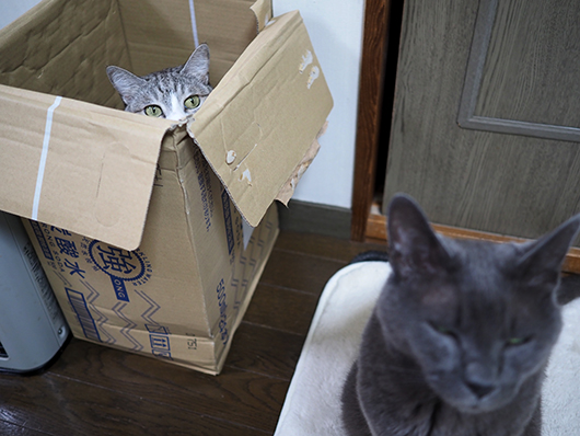 ねこ3
