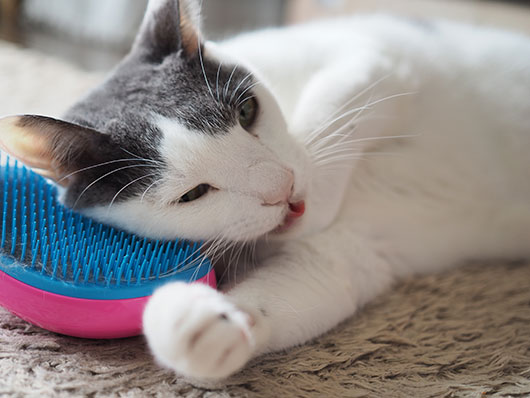 タングルティーザーと猫