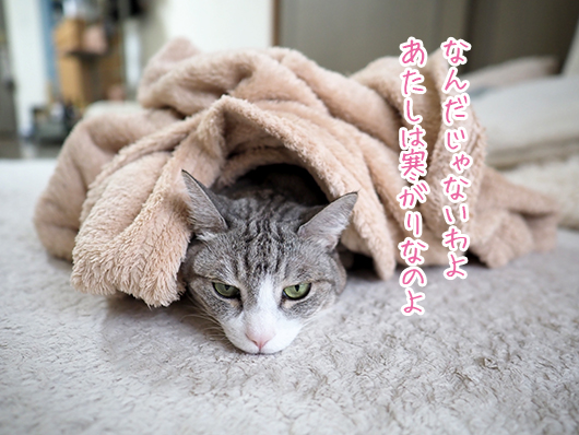 寒がりな猫