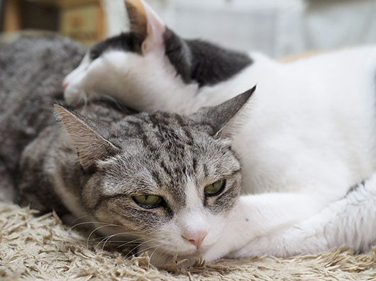 アゴ枕で寝る猫